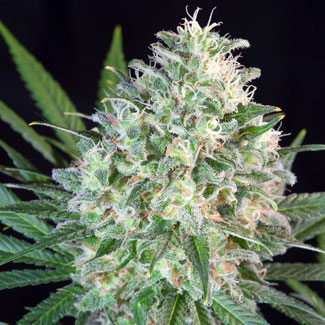 Original White Widow Paradise Seeds Original White Widow Paradise Seed