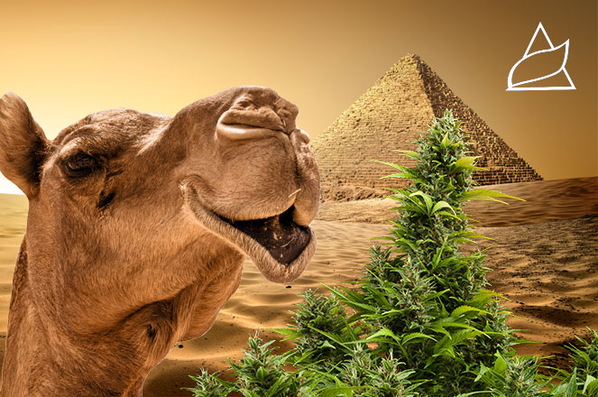Pyramid Seeds cannabis zaden hebben uitstekende genen. Pyramid Seeds - cannabis zaden met uitstekende genen.