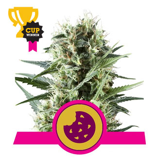 Royal Cookies cannabis plant Cup Winner Royal Cookies cannabis plant