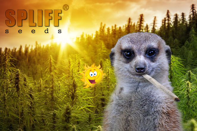 Spliff Seeds cannabis zaden sinds 1995 Spliff Seeds cannabis zaden sinds 1995