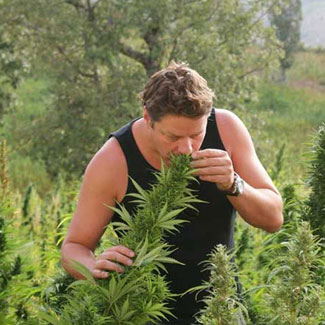 Strain Hunter en oprichter van Green House Seeds Arjan Roskamp Strain Hunter en oprichter van Green House Seeds Arjan Roskamp
