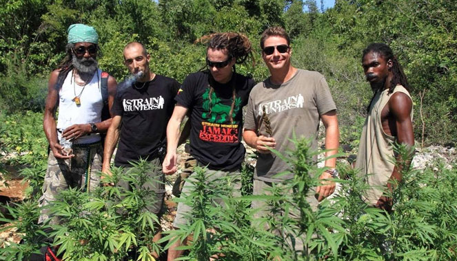 De zoektocht naar nieuwe strains in Jamaica. De zoektocht naar nieuwe strains in Jamaica.