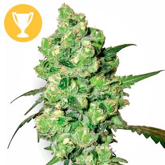 Super Skunk gefeminiseerd Super Skunk gefeminiseerd