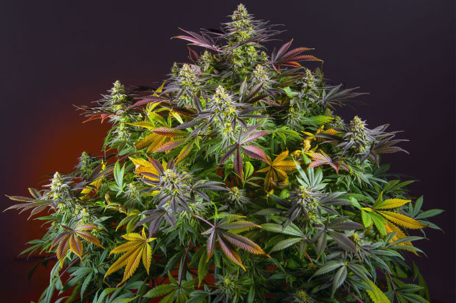 Sweet Seeds wietplant. Sweet Seeds wietplant.