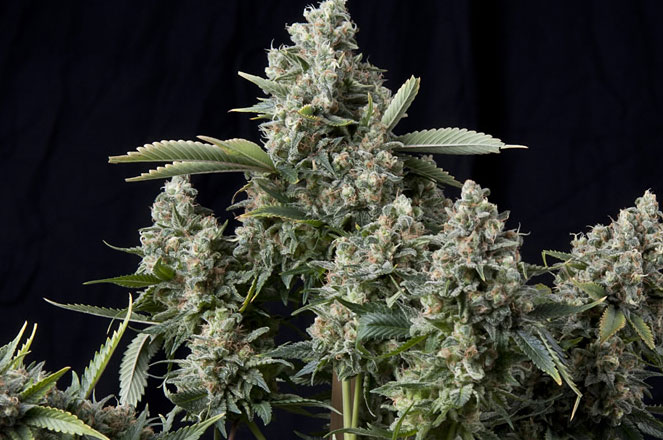 Een Tutankhamon cannabis plant. Een Tutankhamon cannabis plant