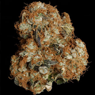White Berry wiet van Paradise Seeds White Berry wiet van de Paradise Seed bank