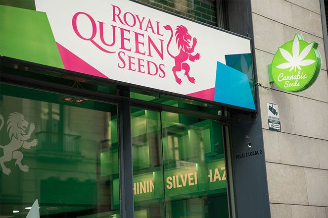 De winkel van Royal Queen Seeds in Barcelona. De winkel van Royal Queen Seeds in Barcelona