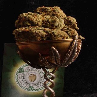 Winnaar van vele cannabis cups Soma seeds is winnaar van vele cannabis cups