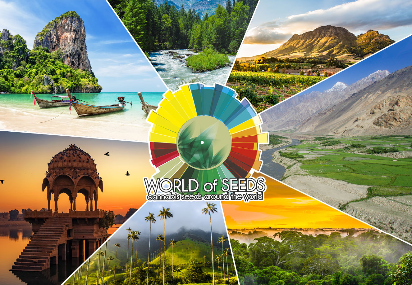World of Seeds: cannabis genetica van over de hele wereld. World of Seeds: cannabis genetica van over de hele wereld.