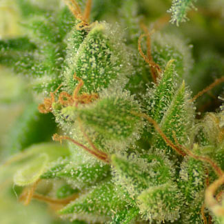 Het THC gehalte van de PowerPlant ligt rond de 15% Power Plant is een THC-rijke wietsoort