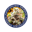 Advanced Seeds wietzaadjes