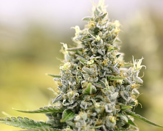 Auto Amnesia Haze wietplant.
