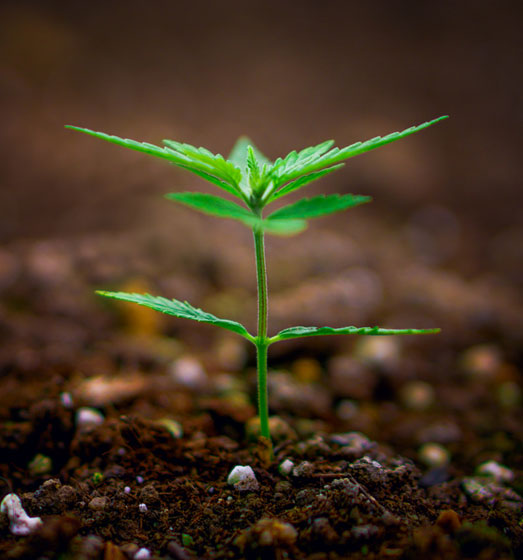 Autoflower zaden kweken kan zowel binnen als buiten.