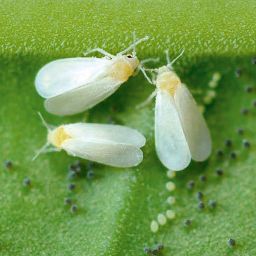 Ongedierte op wietplant: witte vlieg met bladluis. Witte vlieg met bladluis eitjes op wietplant.