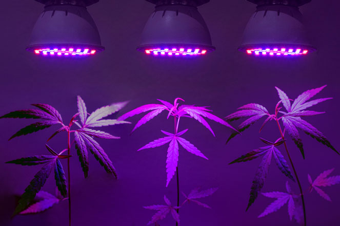 Wietplantjes onder LED lampen. Wietplantjes onder LED lampen.