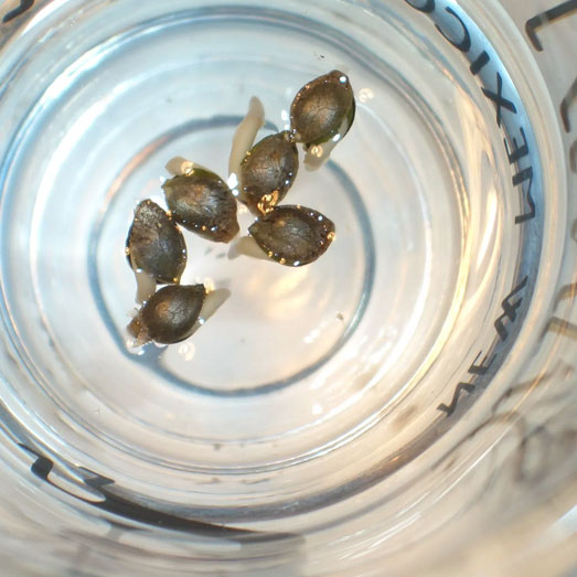 Wietzaadjes ontkiemen in water.