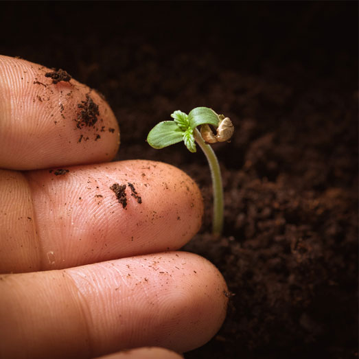 Zaailing wietzaadje: een klein wietplantje.