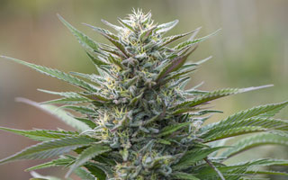 Amnesia Haze