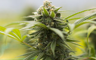 Lemon Haze