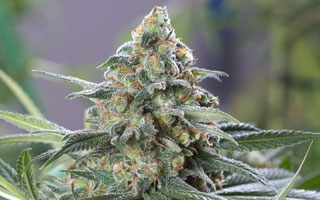 OG Kush