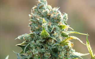Power Plant