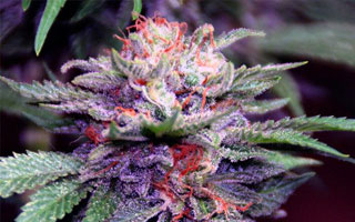 Purple Haze