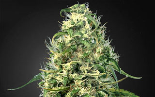 Silver Haze