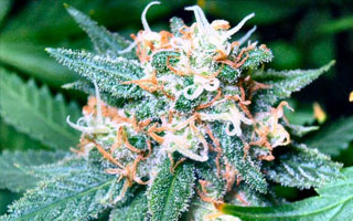 Super Skunk