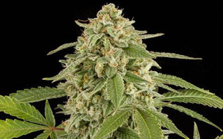 White widow